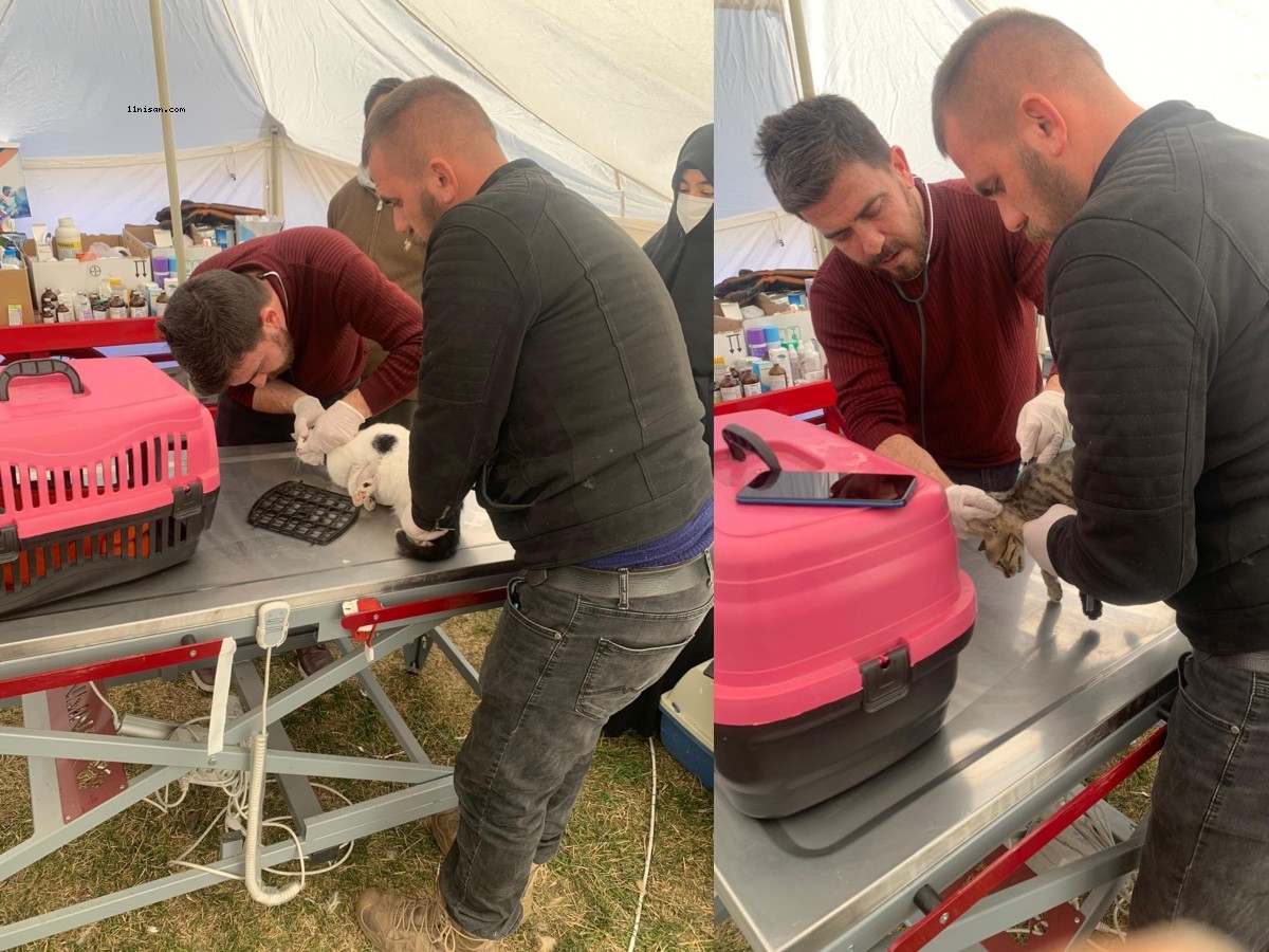 Büyükşehir Belediyesi, Adıyaman’da sokak hayvanları için çadır hastane kurdu;