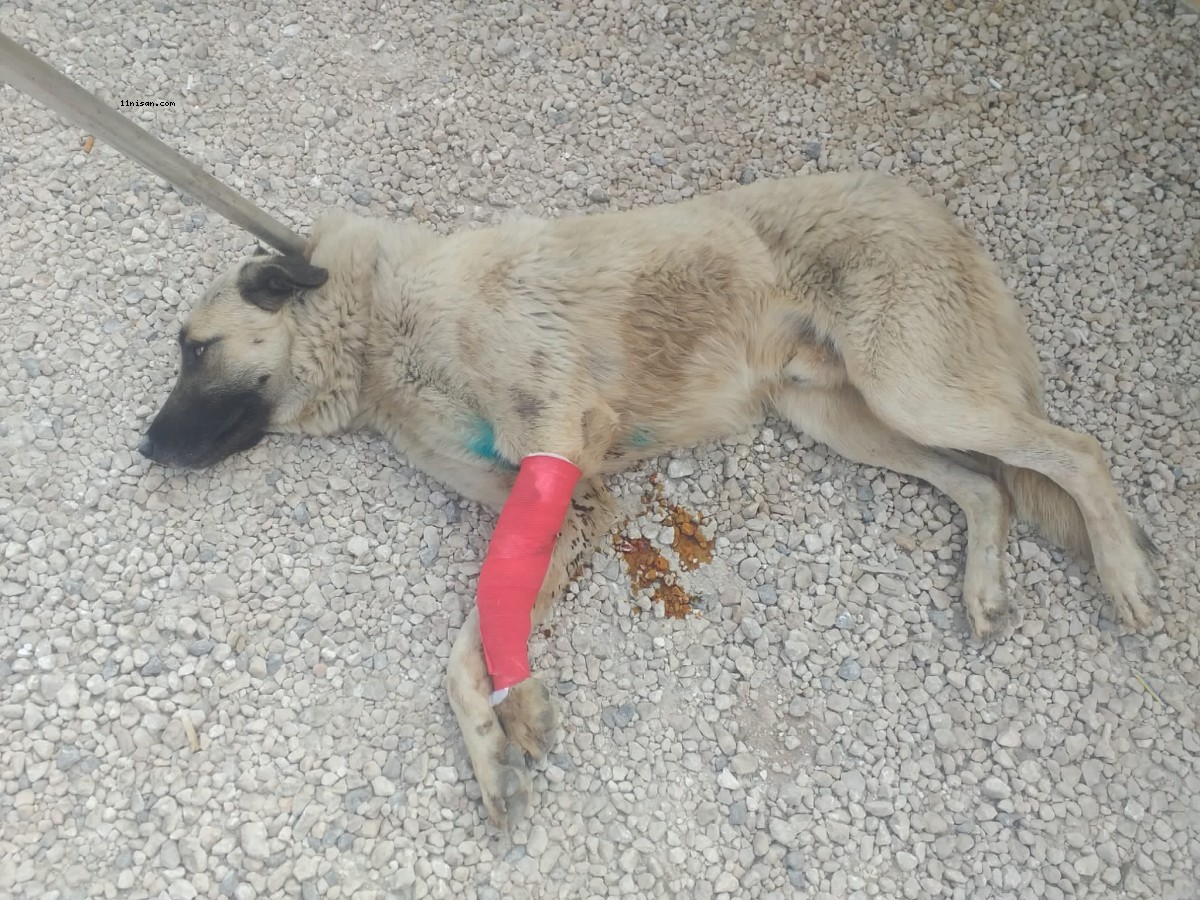 Şanlıurfa'da yaralı halde bulunan köpek tedavi altına alındı