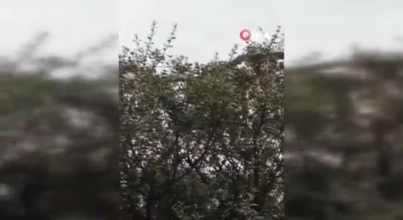 Çanakkale’de dev yılan görüldü: Yaklaşık 8 metre;