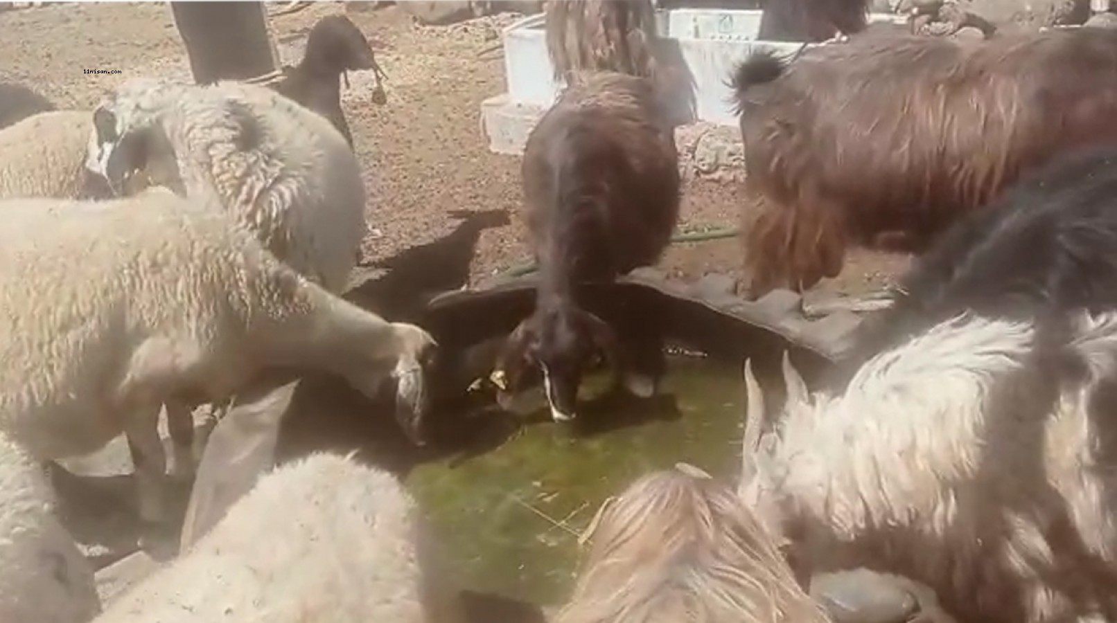 Viranşehir'de hayvanlar susuz kaldı!;